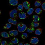 Granzyme K Polyclonal Antibody