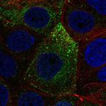 NOXRED1 Polyclonal Antibody