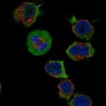 CPNE9 Polyclonal Antibody