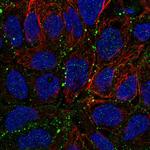 Claudin 23 Polyclonal Antibody