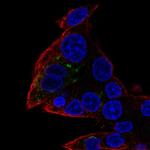 FAM45A Polyclonal Antibody