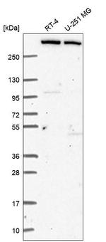 KMT2C Antibody in Western Blot (WB)