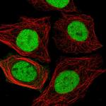 NFIC Polyclonal Antibody