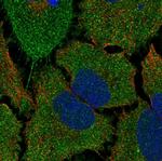 TMCO5A Antibody in Immunocytochemistry (ICC/IF)