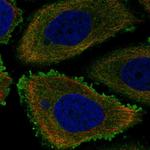 SLC20A1 Antibody in Immunocytochemistry (ICC/IF)