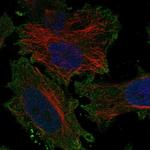 KCNV1 Antibody in Immunocytochemistry (ICC/IF)
