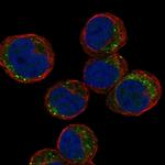 C3orf30 Polyclonal Antibody