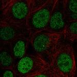 JunD Polyclonal Antibody