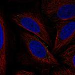 ATG12 Polyclonal Antibody