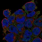 CD27 Antibody in Immunocytochemistry (ICC/IF)