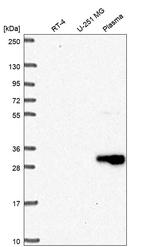 CD27 Antibody in Western Blot (WB)