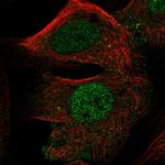 FOXD4L1 Polyclonal Antibody