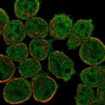 IGFLR1 Antibody in Immunocytochemistry (ICC/IF)