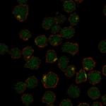 NKAPL Antibody in Immunocytochemistry (ICC/IF)