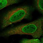 CCDC110 Polyclonal Antibody