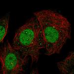 PAF1 Polyclonal Antibody