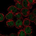 LYL1 Polyclonal Antibody