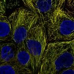 PDCL2 Polyclonal Antibody