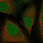 RIT2 Polyclonal Antibody