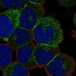 ESAM Polyclonal Antibody