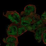 DRAK2 Polyclonal Antibody