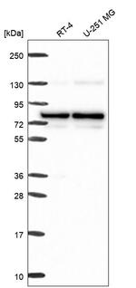 PBXIP1 Antibody in Western Blot (WB)