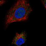 SDHAF1 Polyclonal Antibody