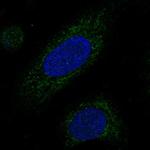 MRPL38 Polyclonal Antibody