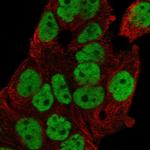 FOXP4 Polyclonal Antibody