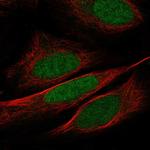 WDR5 Polyclonal Antibody