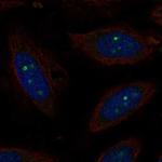 Cyclin O Antibody in Immunocytochemistry (ICC/IF)