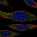NCCRP1 Polyclonal Antibody