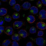 IL-26 Polyclonal Antibody