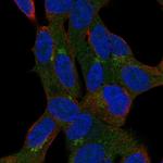 GGN Polyclonal Antibody