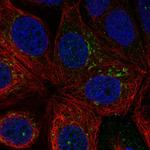 RNF224 Antibody in Immunocytochemistry (ICC/IF)