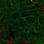 TMEM52 Polyclonal Antibody