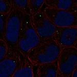 PIFO Antibody in Immunocytochemistry (ICC/IF)