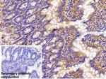 beta Tubulin Antibody in Immunohistochemistry (Paraffin) (IHC (P))