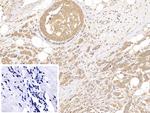 beta Tubulin Antibody in Immunohistochemistry (Paraffin) (IHC (P))