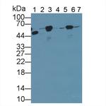 beta Tubulin Antibody in Western Blot (WB)