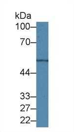beta Tubulin Antibody in Western Blot (WB)