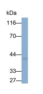 Galectin 9 Antibody in Western Blot (WB)
