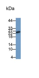 Galectin 9 Antibody in Western Blot (WB)