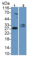 Trypsin Polyclonal Antibody