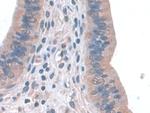 GPX3 Antibody in Immunohistochemistry (Paraffin) (IHC (P))