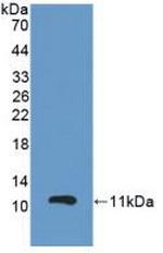 GPX3 Antibody in Western Blot (WB)