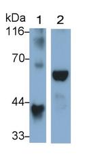 ORM1 Polyclonal Antibody