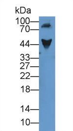 ORM1 Antibody in Western Blot (WB)