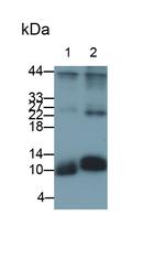 S100A4 Antibody in Western Blot (WB)