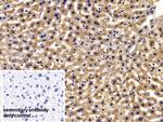 FABP1 Antibody in Immunohistochemistry (Paraffin) (IHC (P))